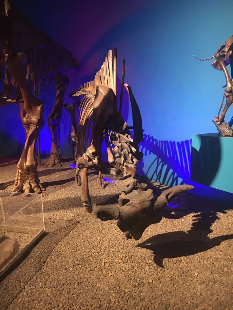 Milwaukee Public Museum - Third Planet - Ancient Bison Fossil