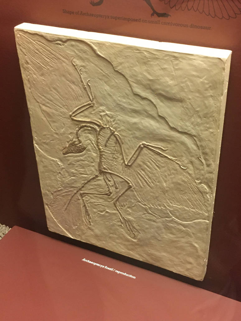 Milwaukee Public Museum - Third Planet - Archaeopteryx Fossil
