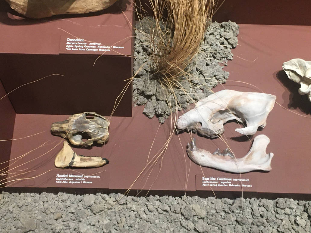 Milwaukee Public Museum - Third Planet - Bear-like Carnivore and Hoofed Mammal Fossils