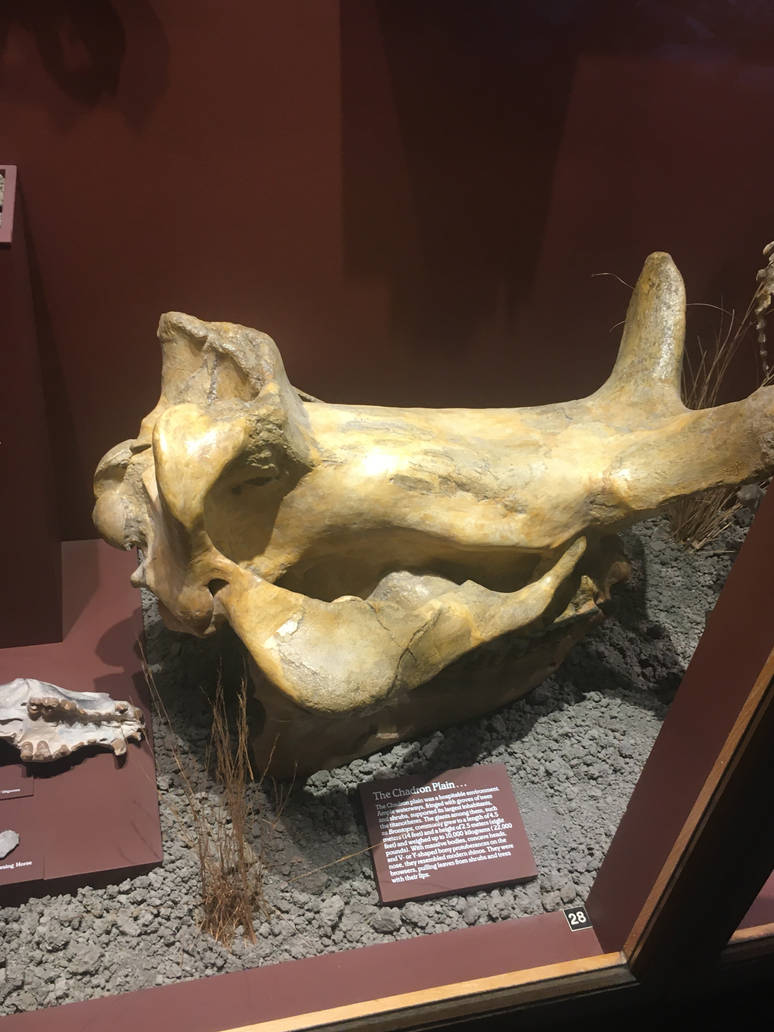 Milwaukee Public Museum - Third Planet - Brontotherium? Skull