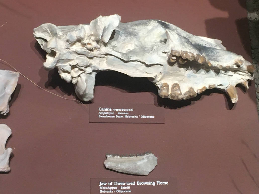 Milwaukee Public Museum - Third Planet - Canine and Three-Toed Browsing Horse Jaw Fossils