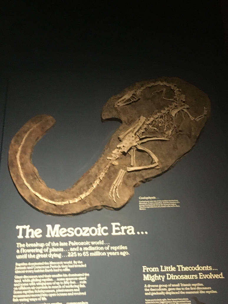 Milwaukee Public Museum - Third Planet - Coelophysis Fossil