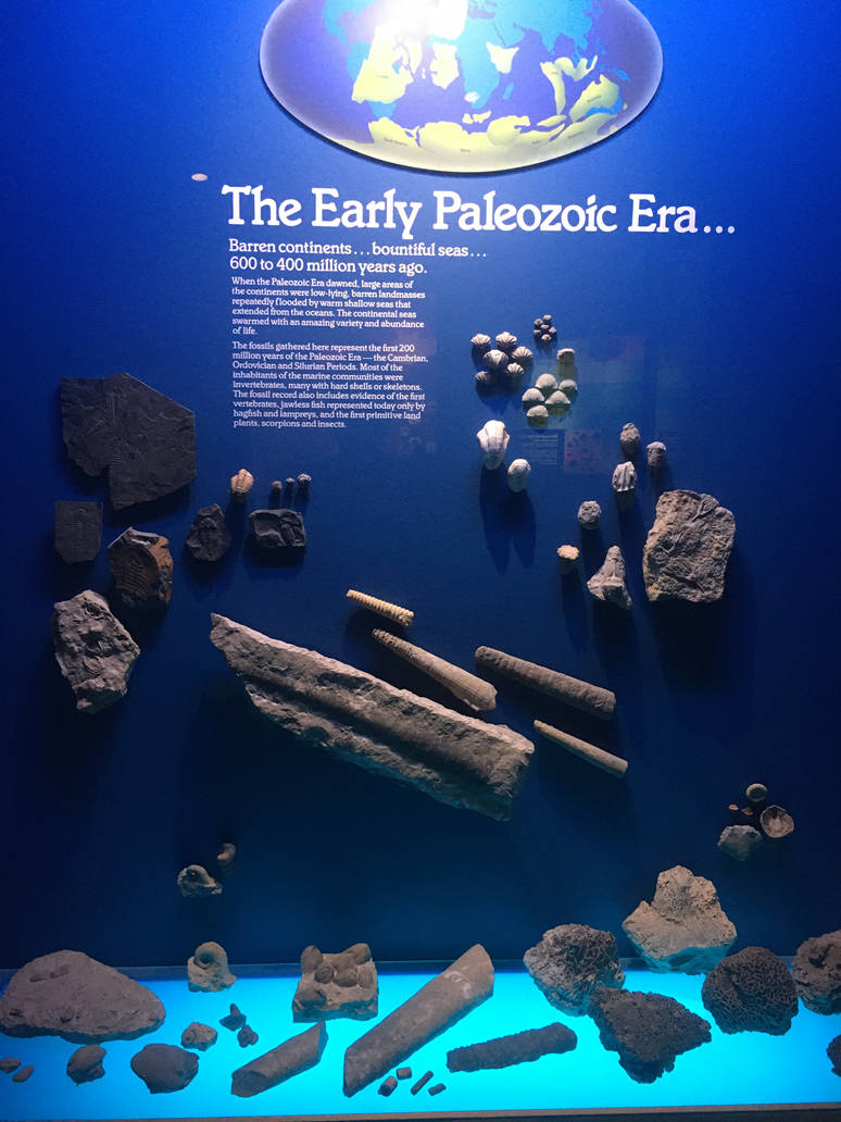 Milwaukee Public Museum - Third Planet - Early Paleozoic Life Fossils