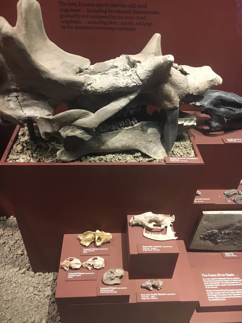 Milwaukee Public Museum - Third Planet - Eocene Fossils