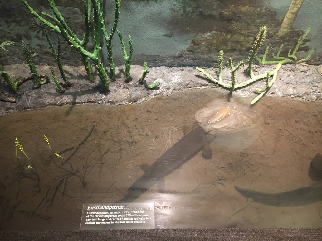 Milwaukee Public Museum - Third Planet - Eusthenopteron