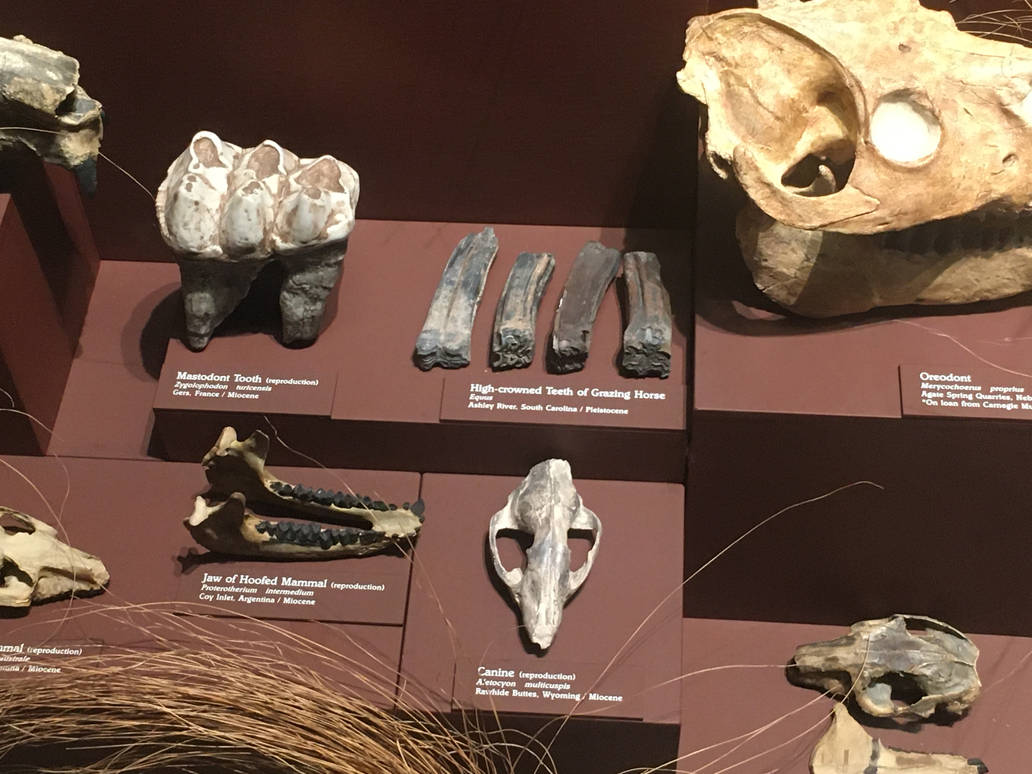 Milwaukee Public Museum - Third Planet - Fossil Teeth