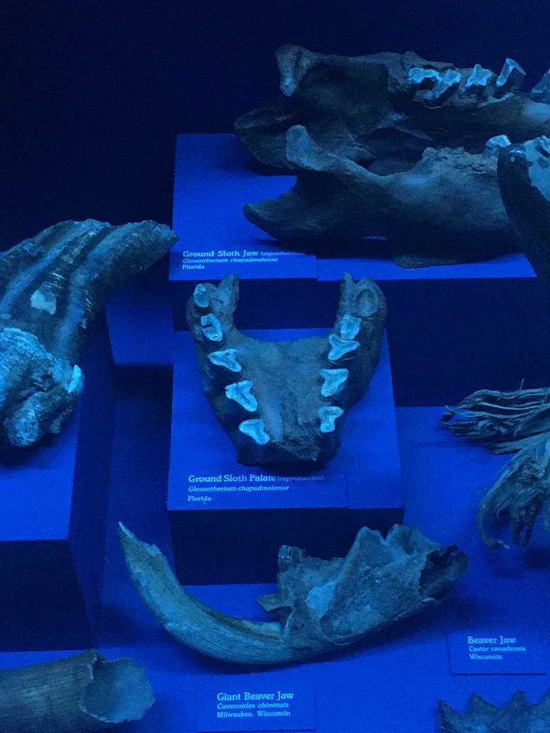 Milwaukee Public Museum - Third Planet - Giant Ground Sloth Jaw and Palate and Giant Beaver Jaw