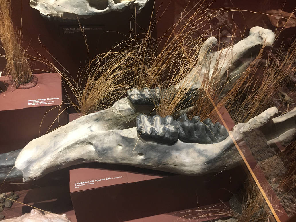 Milwaukee Public Museum - Third Planet - Gomphothere with Uprooting Tusks