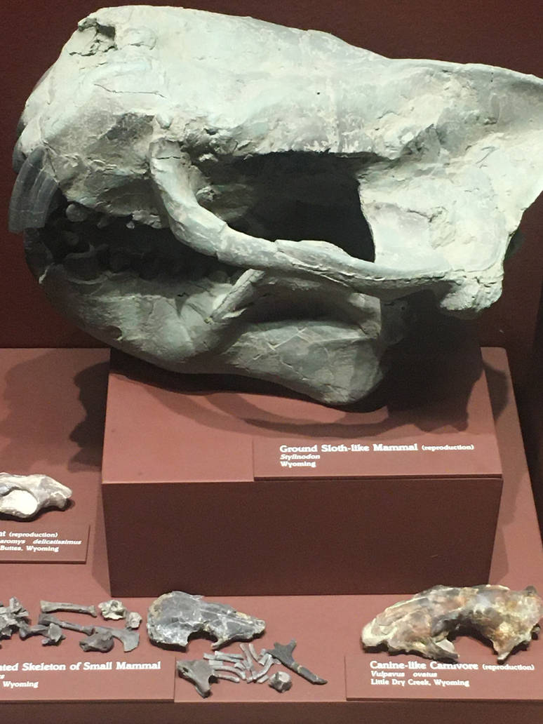 Milwaukee Public Museum - Third Planet - Ground Sloth-like Mammal skull