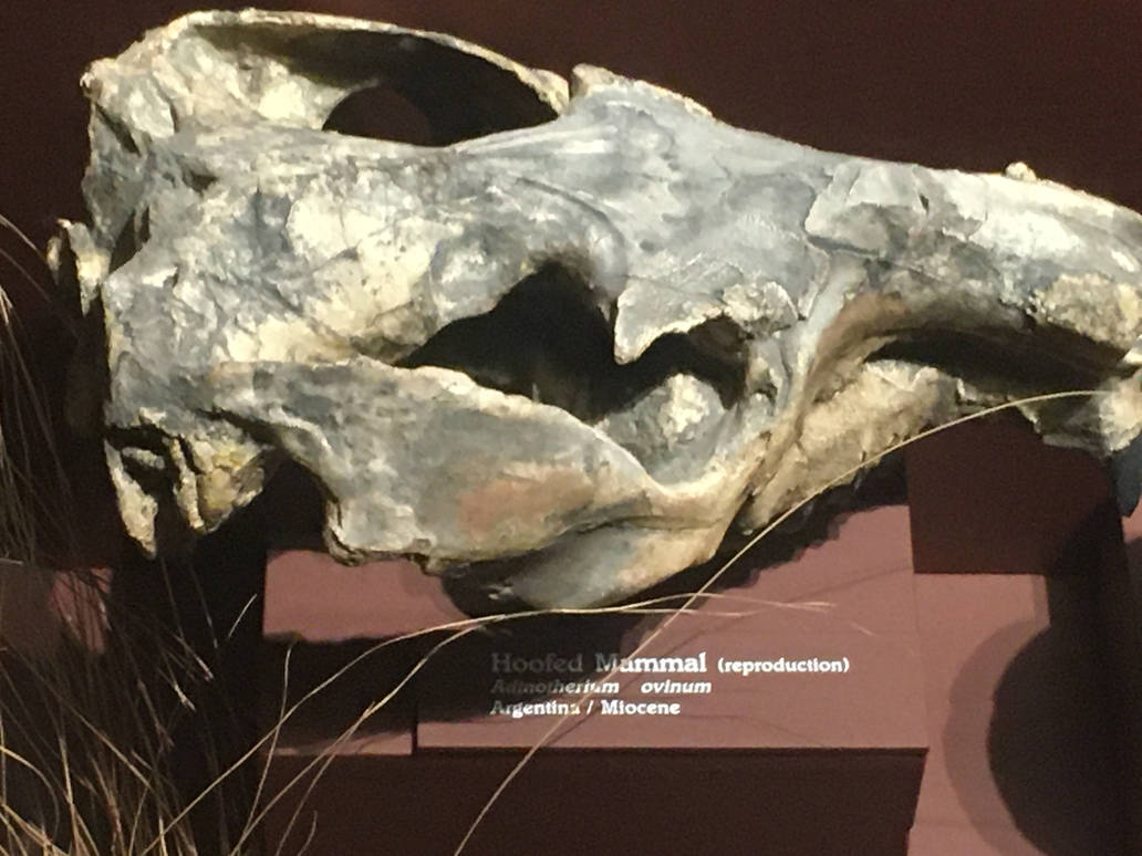 Milwaukee Public Museum - Third Planet - Hoofed Mammal Skull