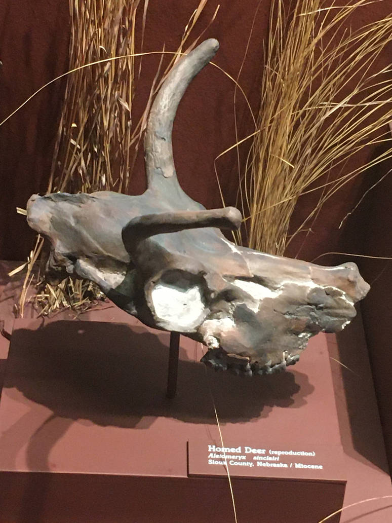 Milwaukee Public Museum - Third Planet - Horned Deer Skull
