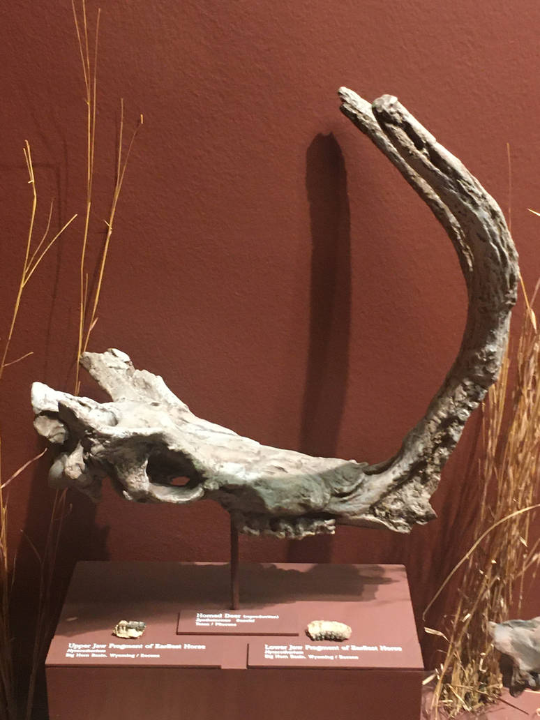 Milwaukee Public Museum - Third Planet - Horned Deer Skull