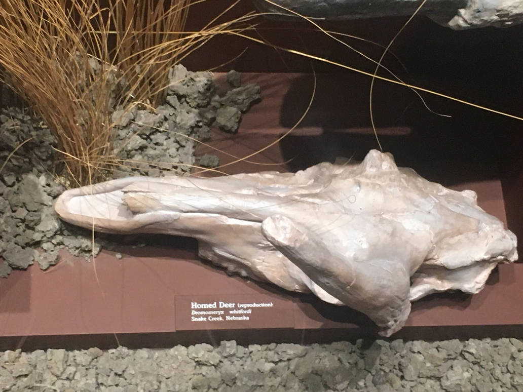 Milwaukee Public Museum - Third Planet - Horned Deer Skull