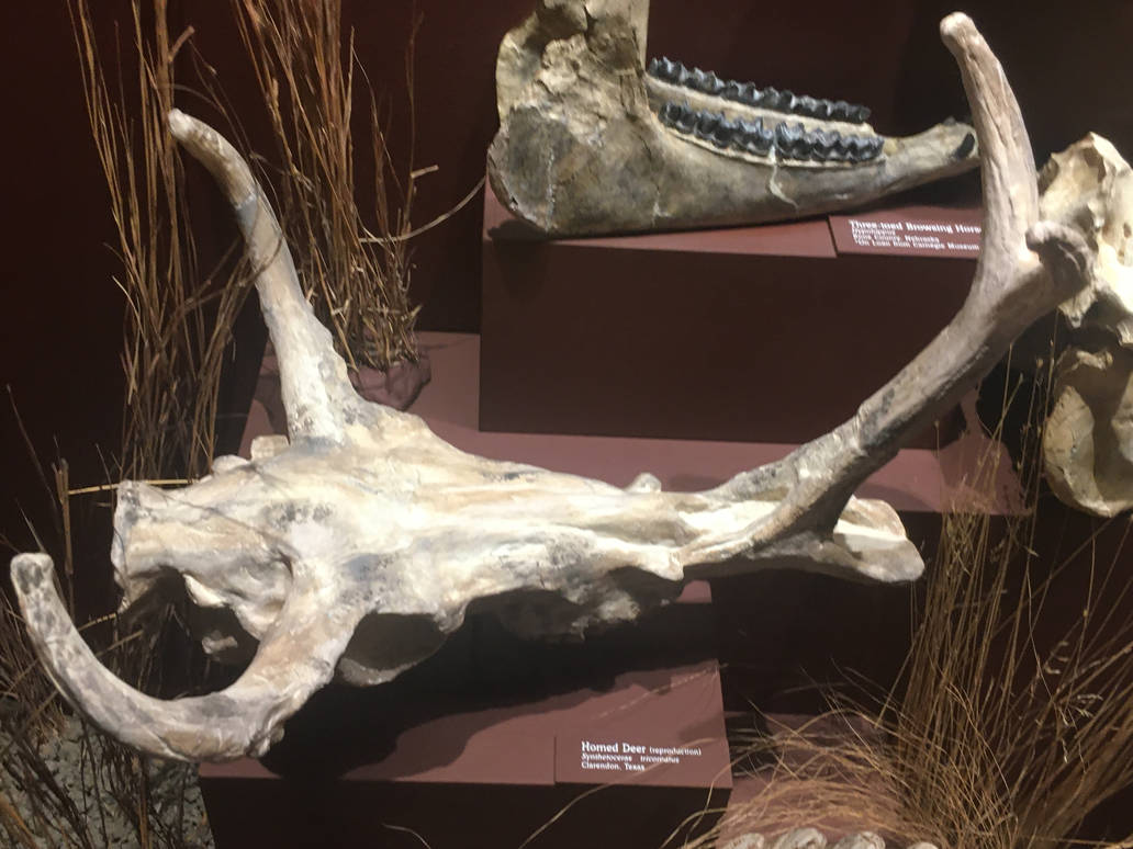 Milwaukee Public Museum - Third Planet - Horned Deer Skull