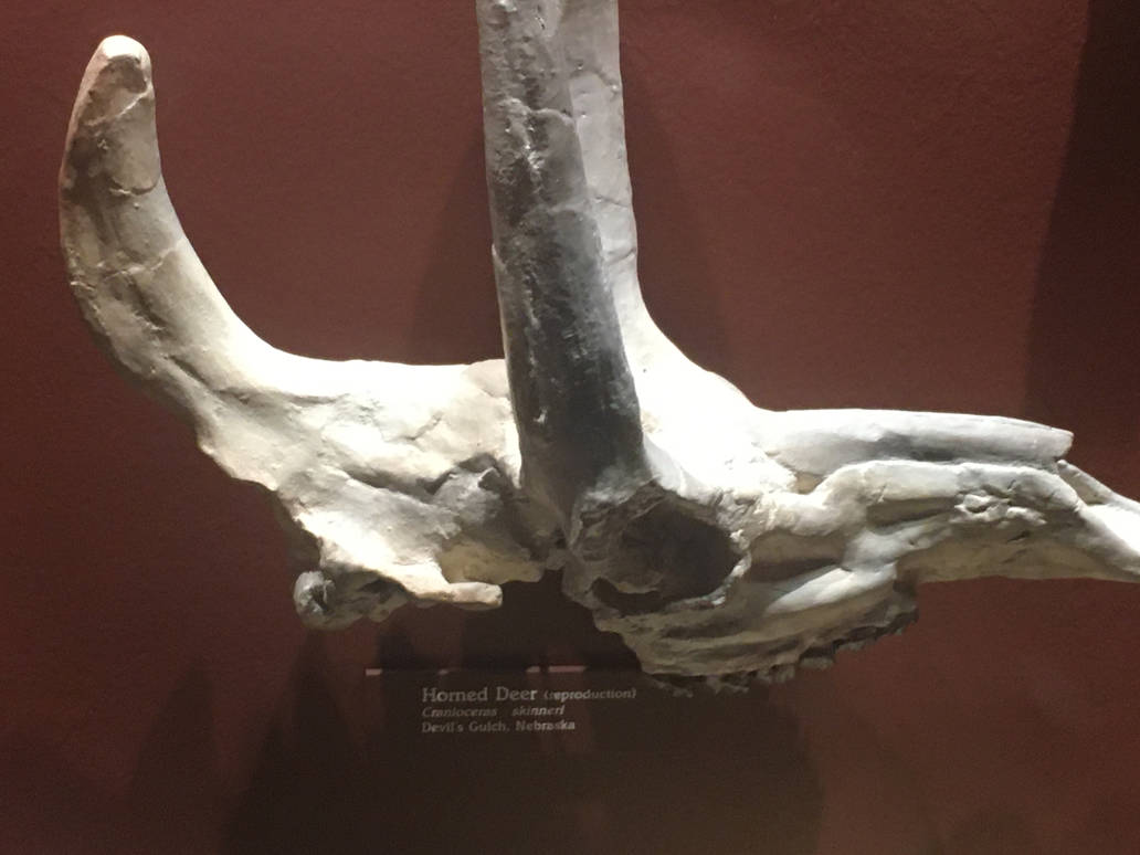 Milwaukee Public Museum - Third Planet - Horned Deer Skull