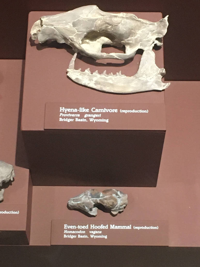 Milwaukee Public Museum - Third Planet - Hyena-like Carnivore and Even-toed Hoofed Mammal Fossils