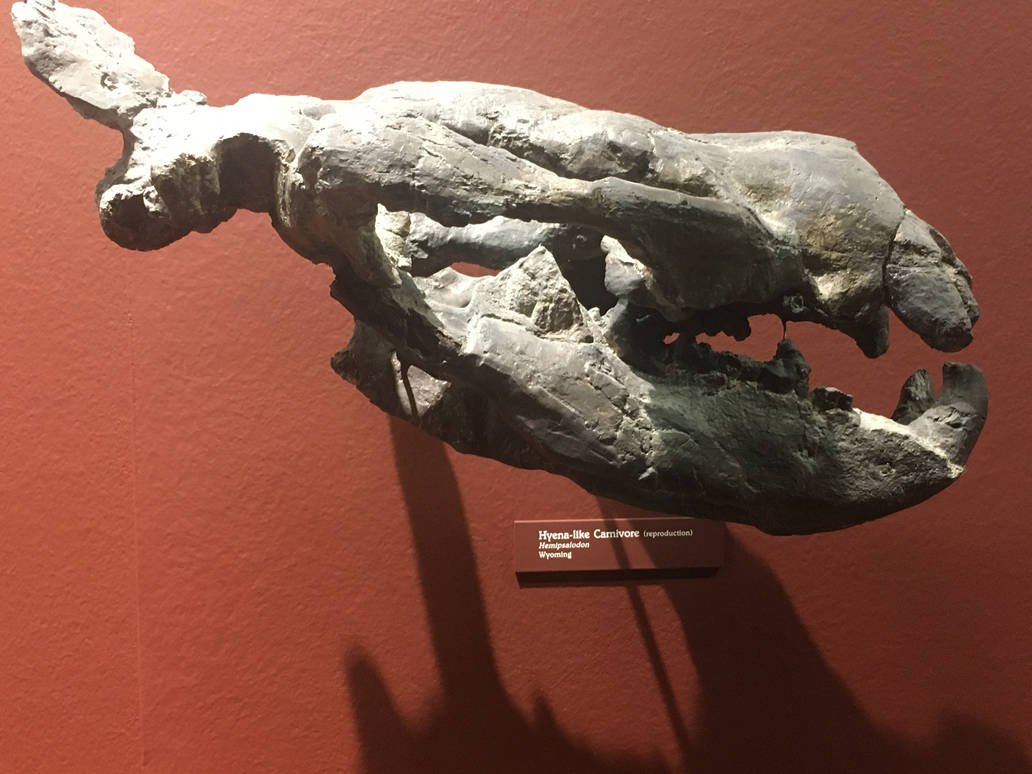 Milwaukee Public Museum - Third Planet - Hyena-like Carnivore Skull