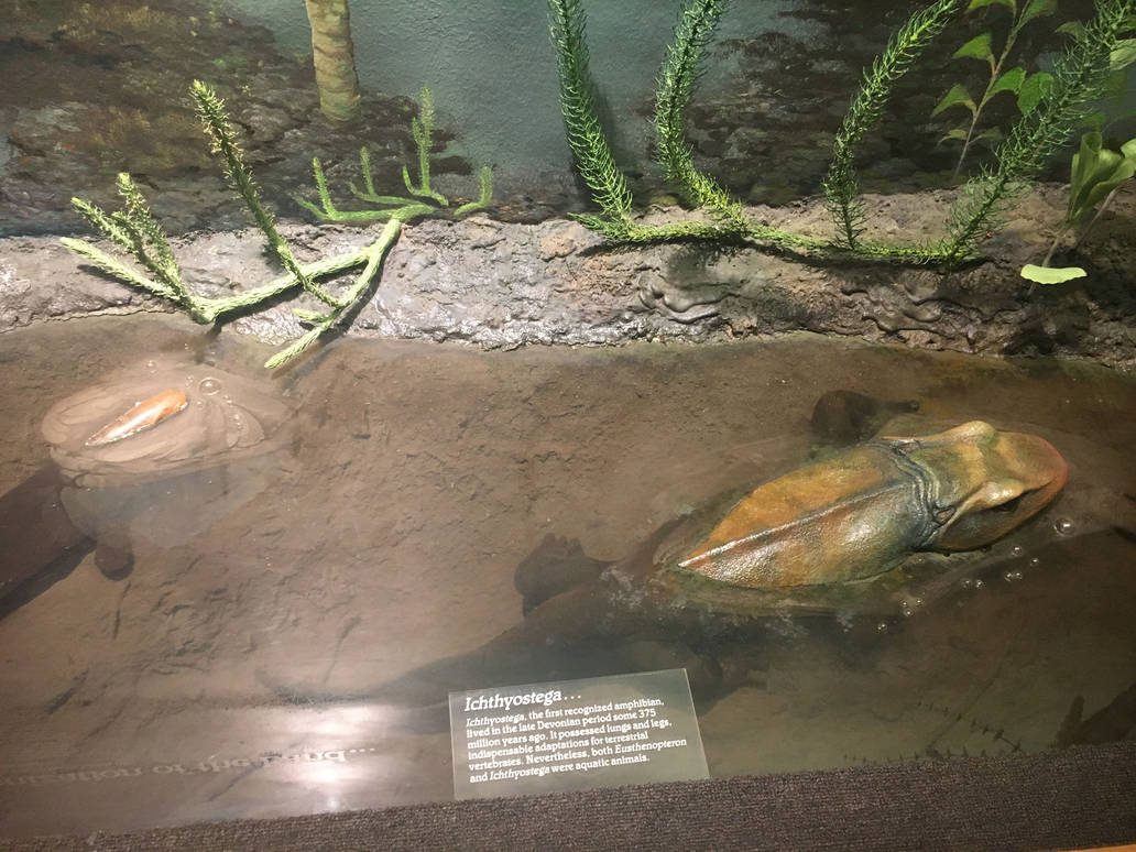 Milwaukee Public Museum - Third Planet - Ichthyostega