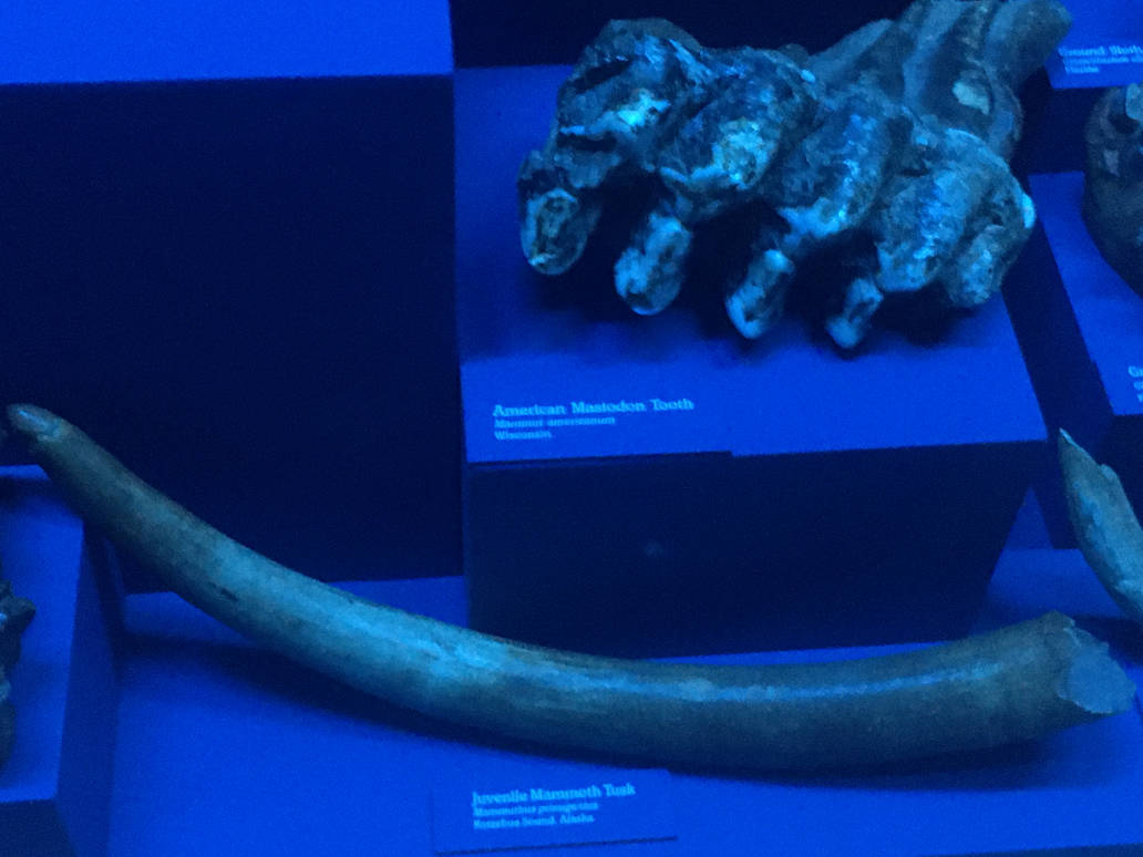Milwaukee Public Museum - Third Planet - Juvenile Mammoth Tusk and Mastodon Tooth