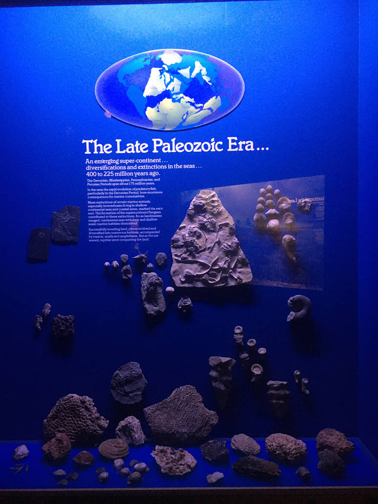 Milwaukee Public Museum - Third Planet - Late Paleozoic Fossils