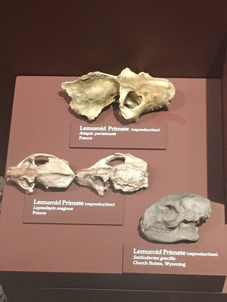 Milwaukee Public Museum - Third Planet - Lemuroid Primate Fossils