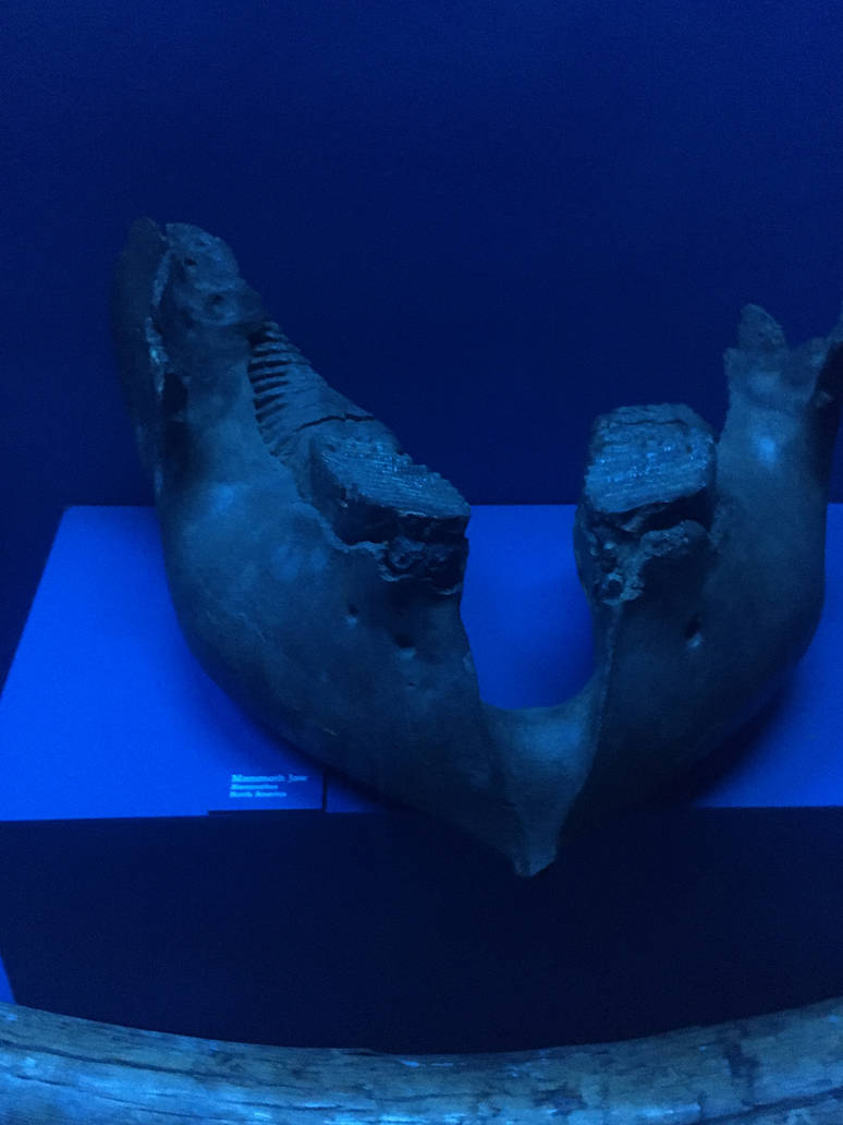 Milwaukee Public Museum - Third Planet - Mammoth Jaw