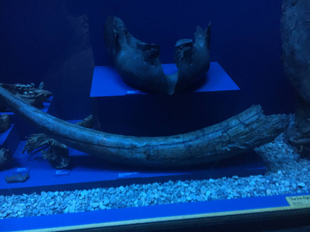 Milwaukee Public Museum - Third Planet - Mastodon Tusk