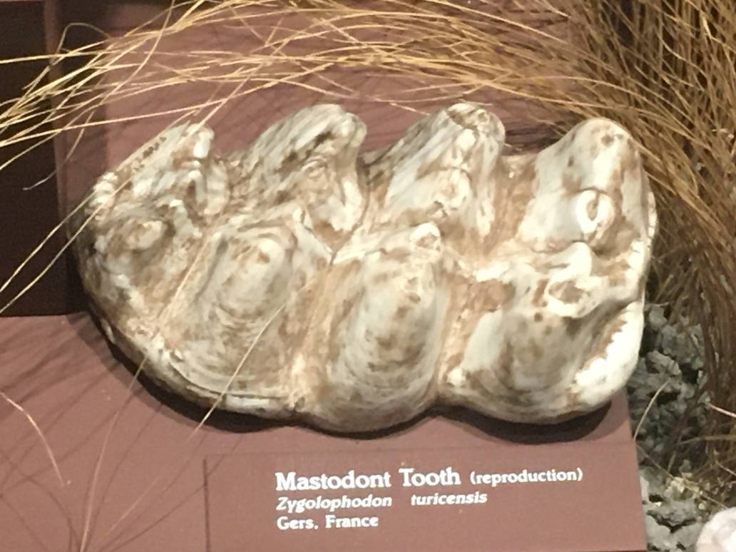 Milwaukee Public Museum - Third Planet - Mastodont Teeth