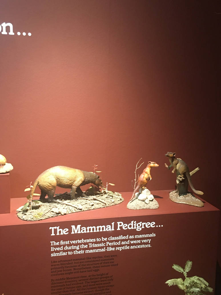 Milwaukee Public Museum - Third Planet - Mesozoic Mammals