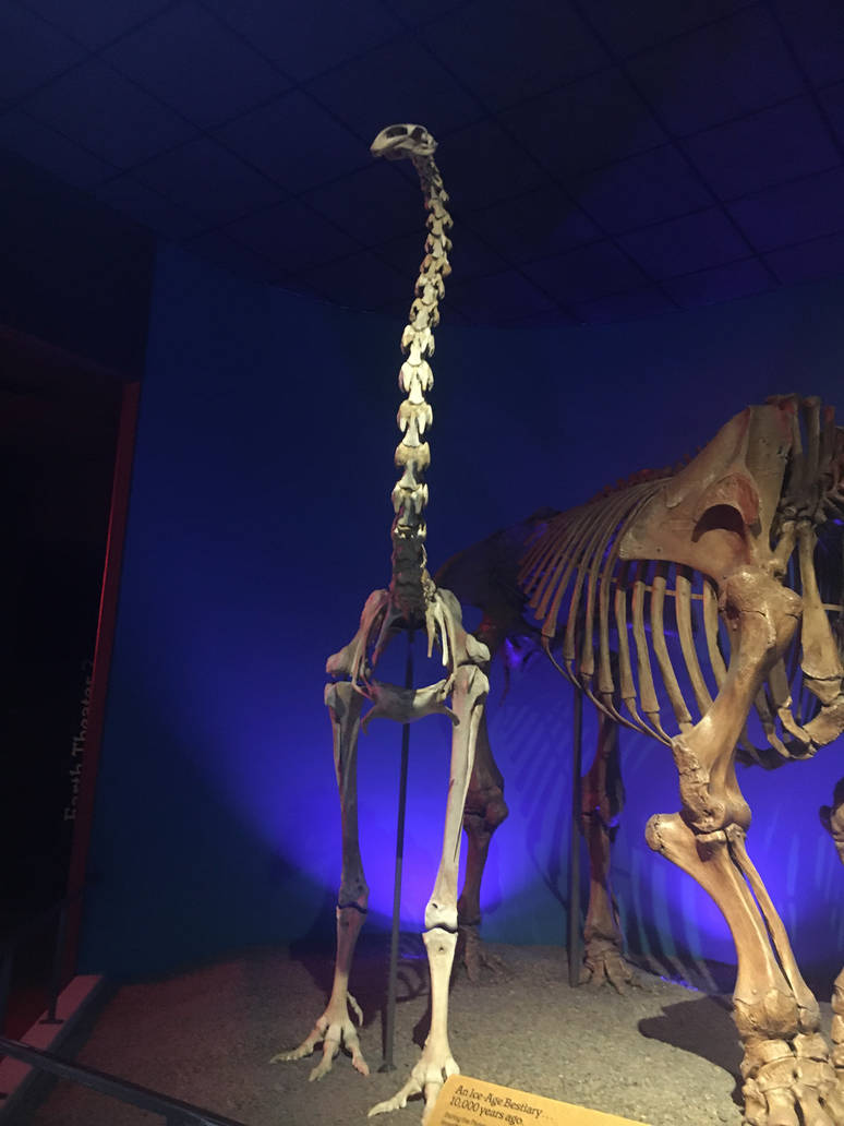 Milwaukee Public Museum - Third Planet - Moa Fossil