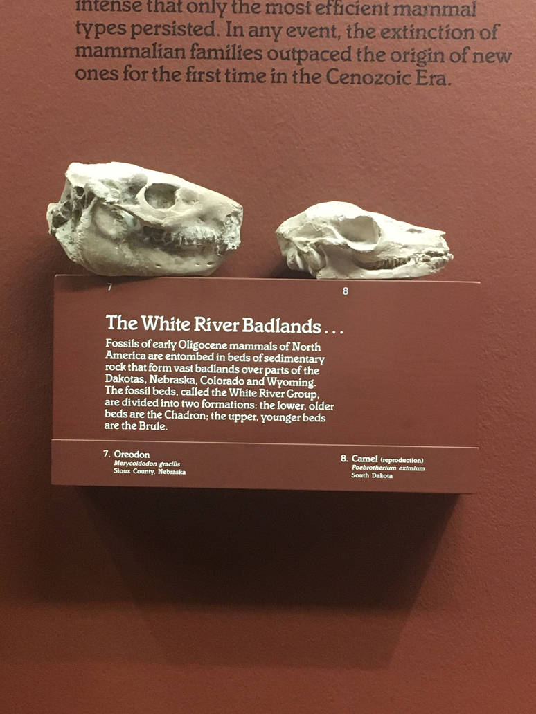 Milwaukee Public Museum - Third Planet - Oreodon and Primitive Camel Fossils