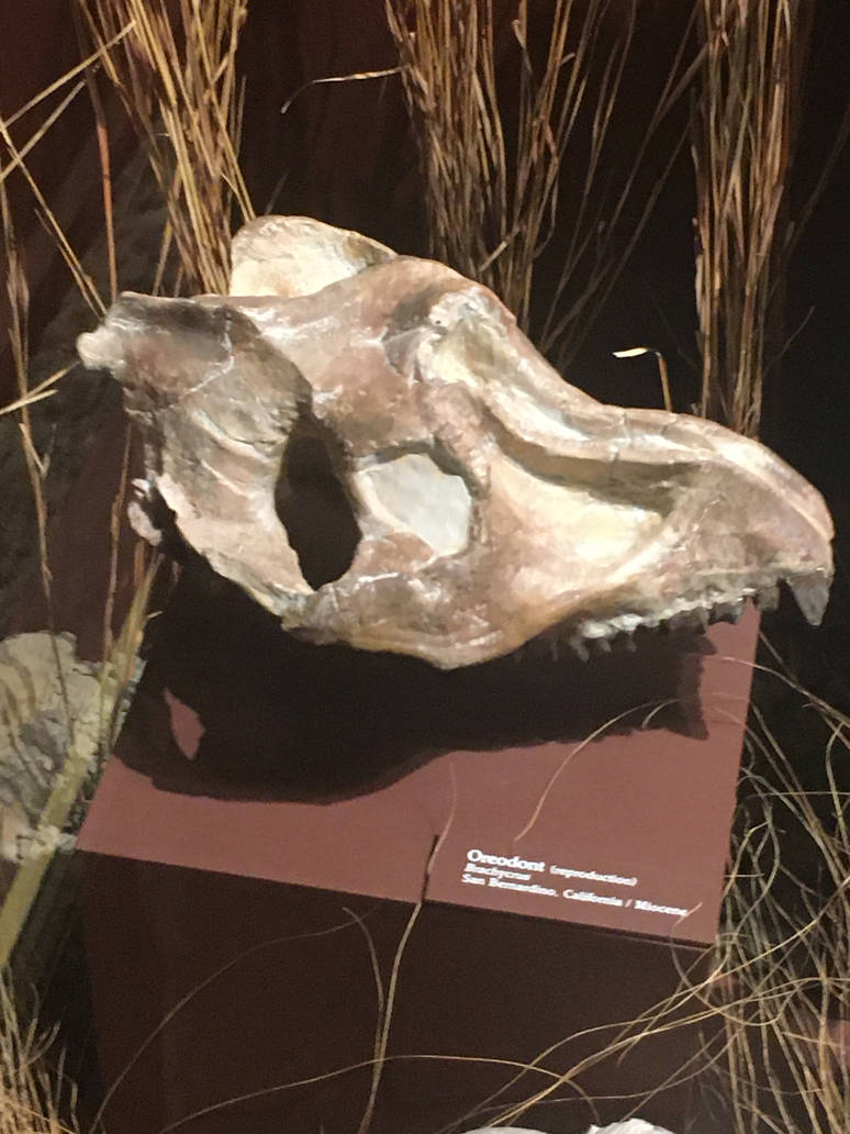 Milwaukee Public Museum - Third Planet - Oreodont Skull