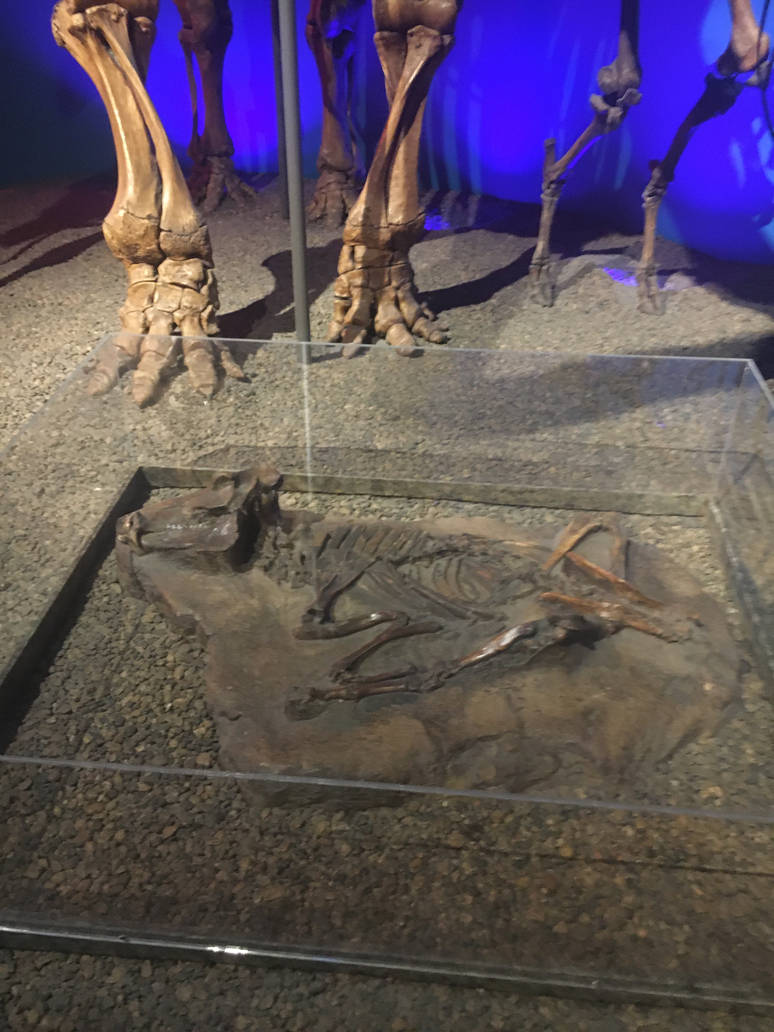 Milwaukee Public Museum - Third Planet - Peccary Fossil