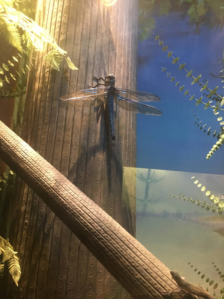 Milwaukee Public Museum - Third Planet - Primitive Dragonfly