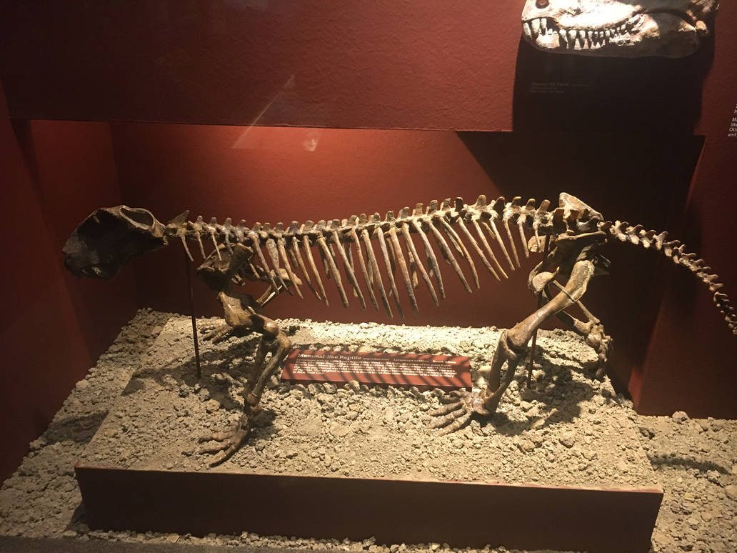 Milwaukee Public Museum - Third Planet - Reptile-like Mammal Fossil