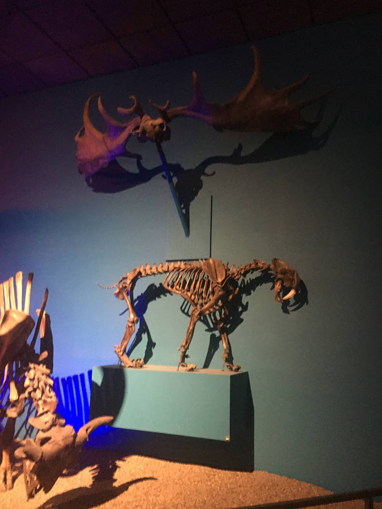 Milwaukee Public Museum - Third Planet - Saber-Toothed Cat Fossil and Irish Elk Antlers
