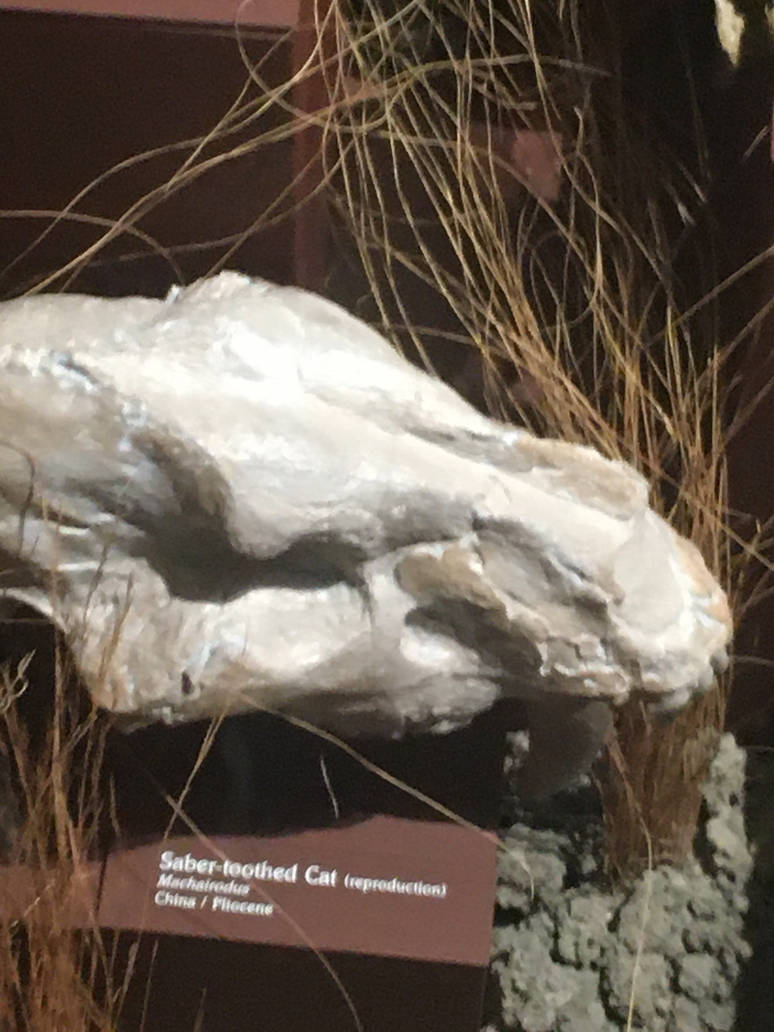 Milwaukee Public Museum - Third Planet - Saber-Toothed Cat Skull