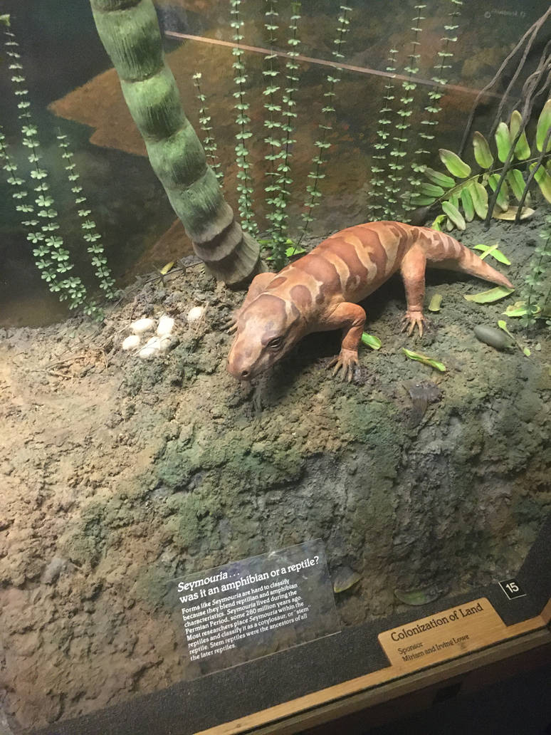 Milwaukee Public Museum - Third Planet - Seymouria