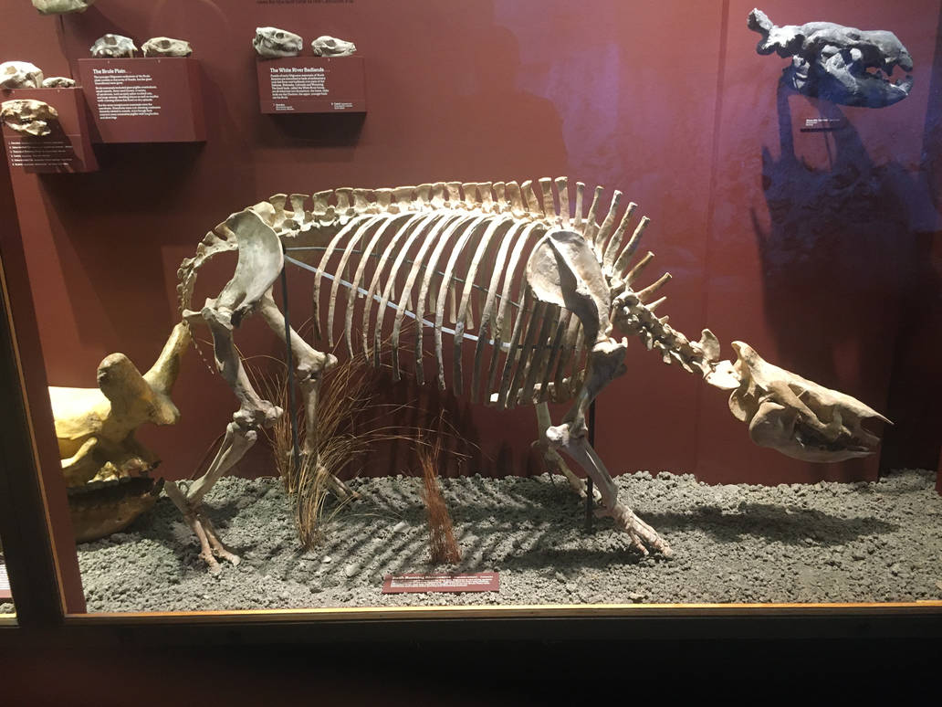 Milwaukee Public Museum - Third Planet - Swift Running Rhino Fossil