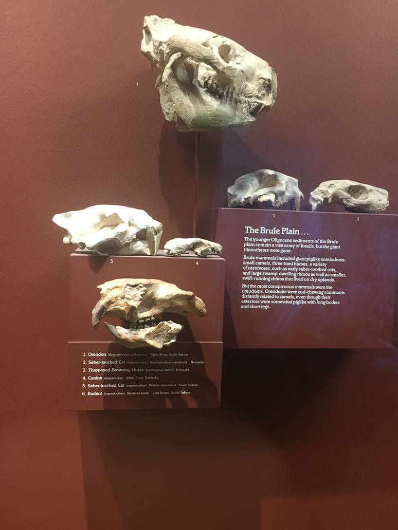 Milwaukee Public Museum - Third Planet - The Brule Plain Fossils