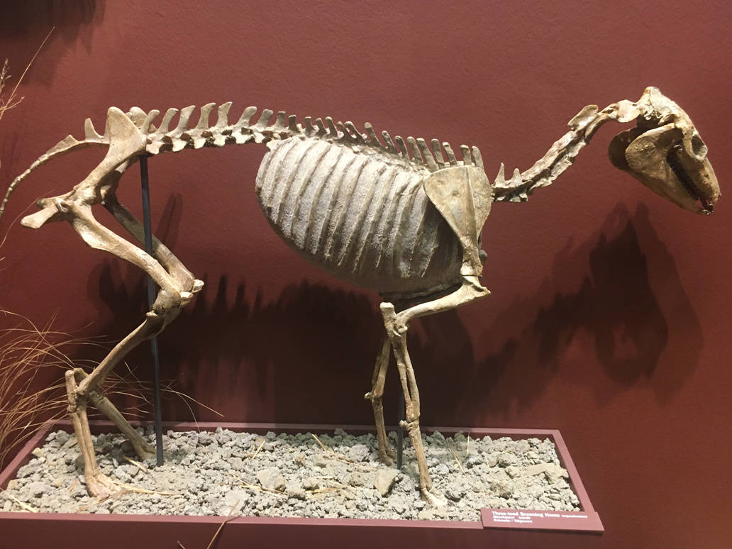 Milwaukee Public Museum - Third Planet - Three-Toed Browsing Horse Fossil