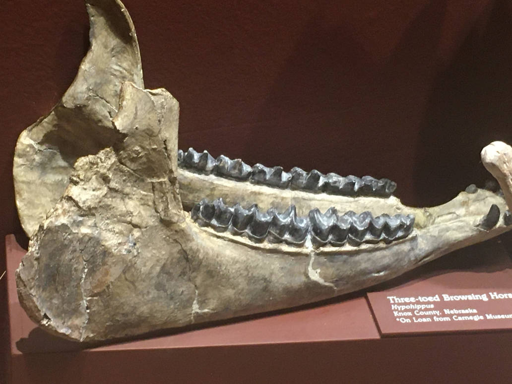 Milwaukee Public Museum - Third Planet - Three-Toed Browsing Horse Jaw