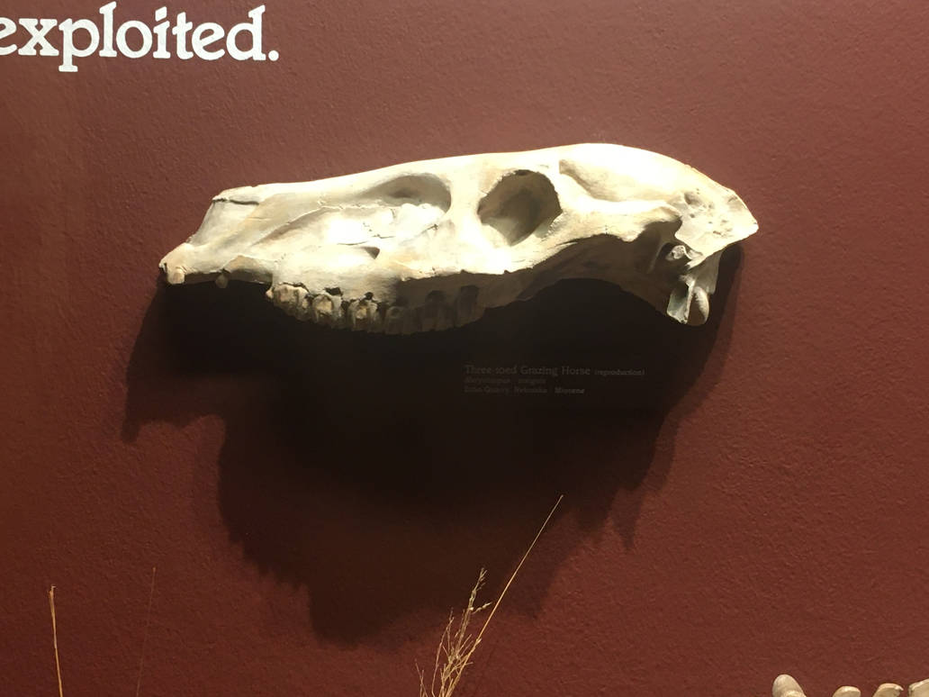 Milwaukee Public Museum - Third Planet - Three-Toed Grazing Horse Skull