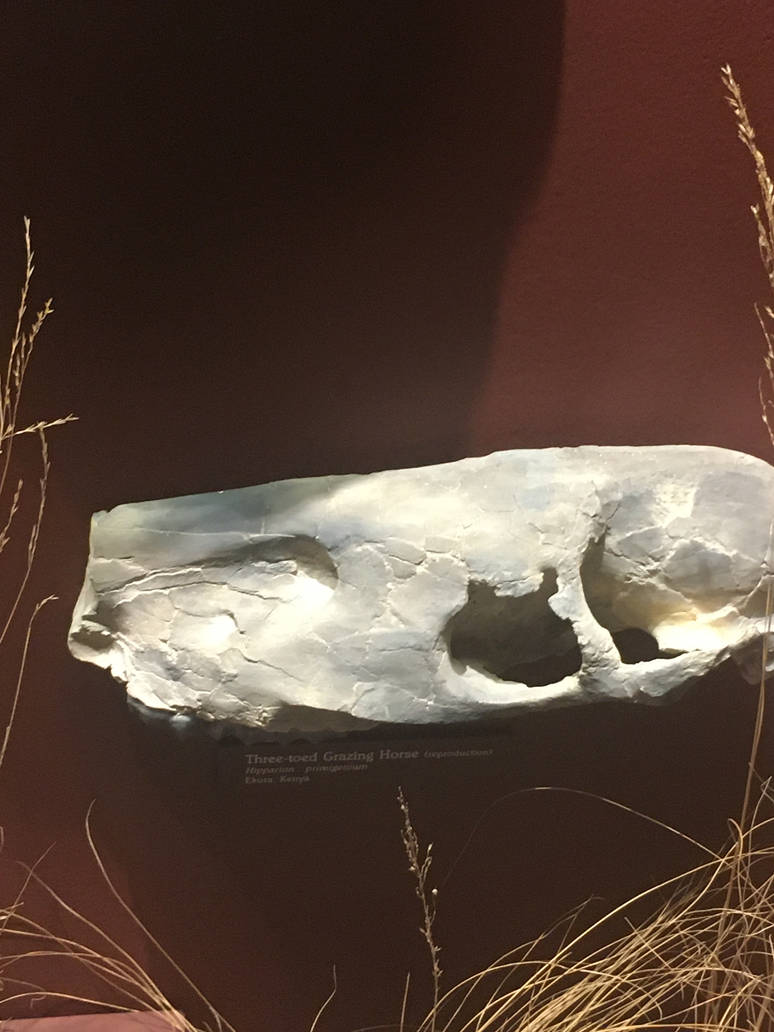 Milwaukee Public Museum - Third Planet - Three-Toed Grazing Horse Skull