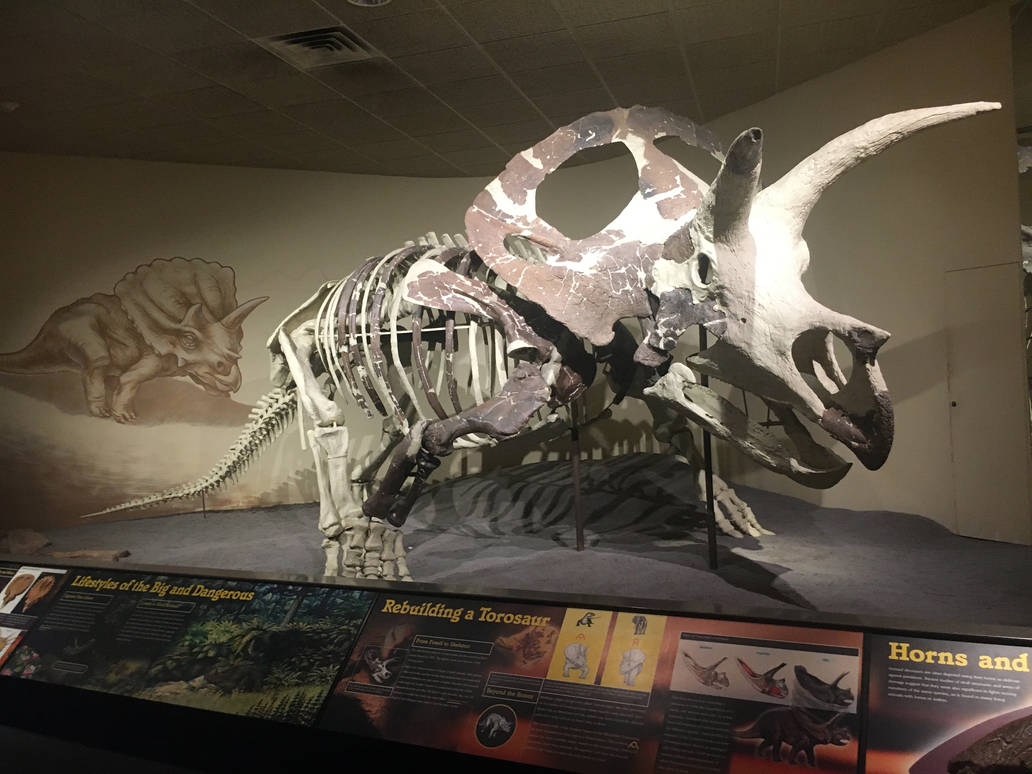 Milwaukee Public Museum - Third Planet - Torosaurus Skeleton