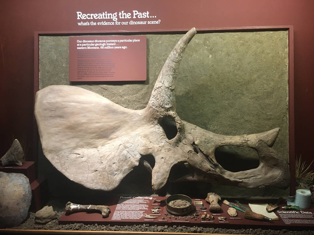 Milwaukee Public Museum - Third Planet - Triceratops Skull