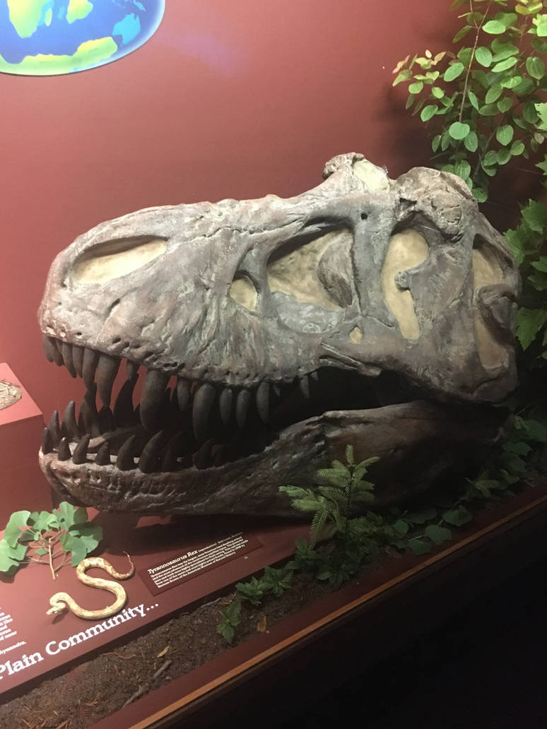 Milwaukee Public Museum - Third Planet - Tyrannosaurus Rex Skull