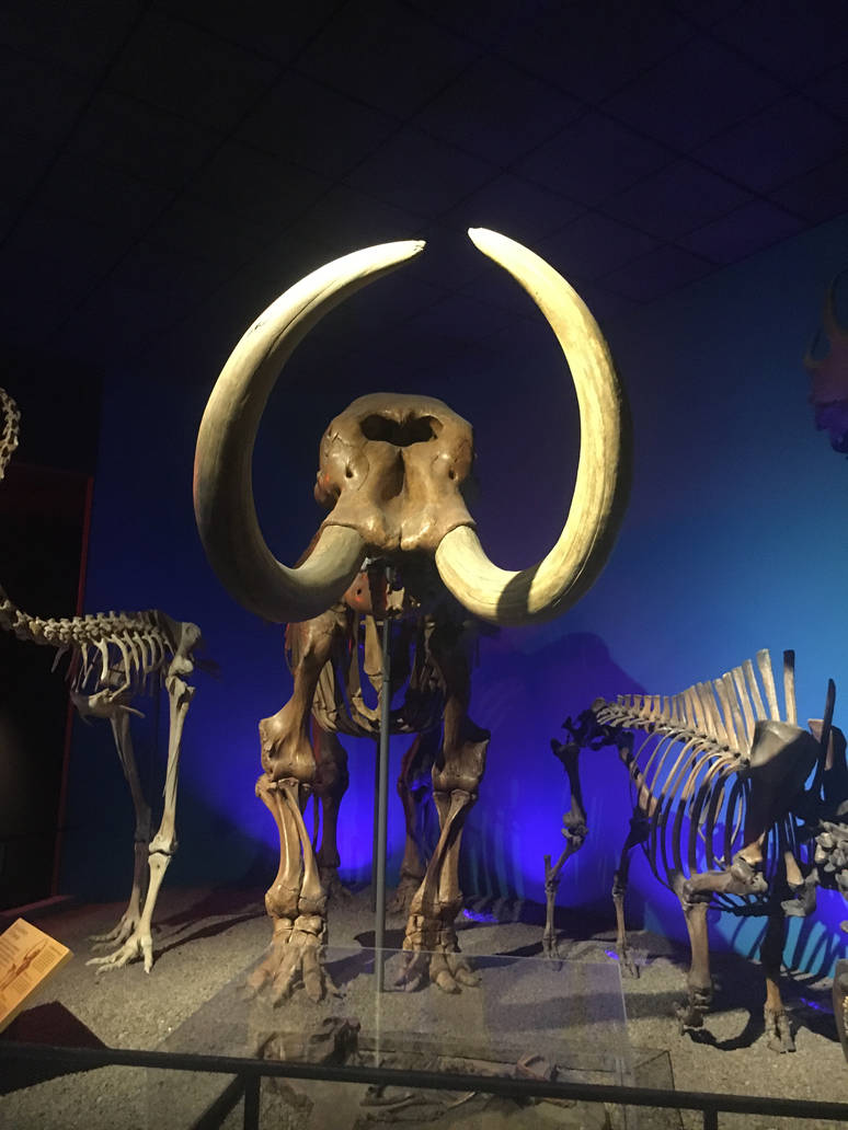 Milwaukee Public Museum - Third Planet - Woolly Mammoth Fossil