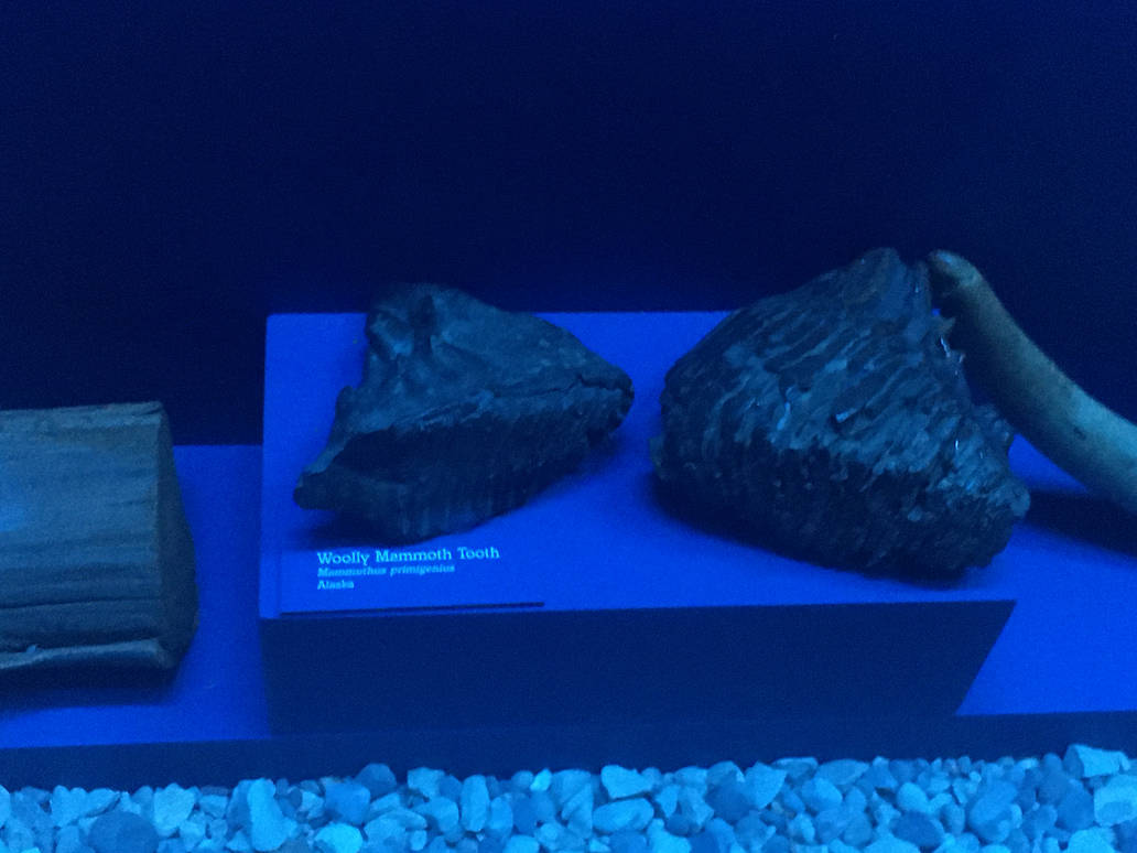 Milwaukee Public Museum - Third Planet - Woolly Mammoth Teeth