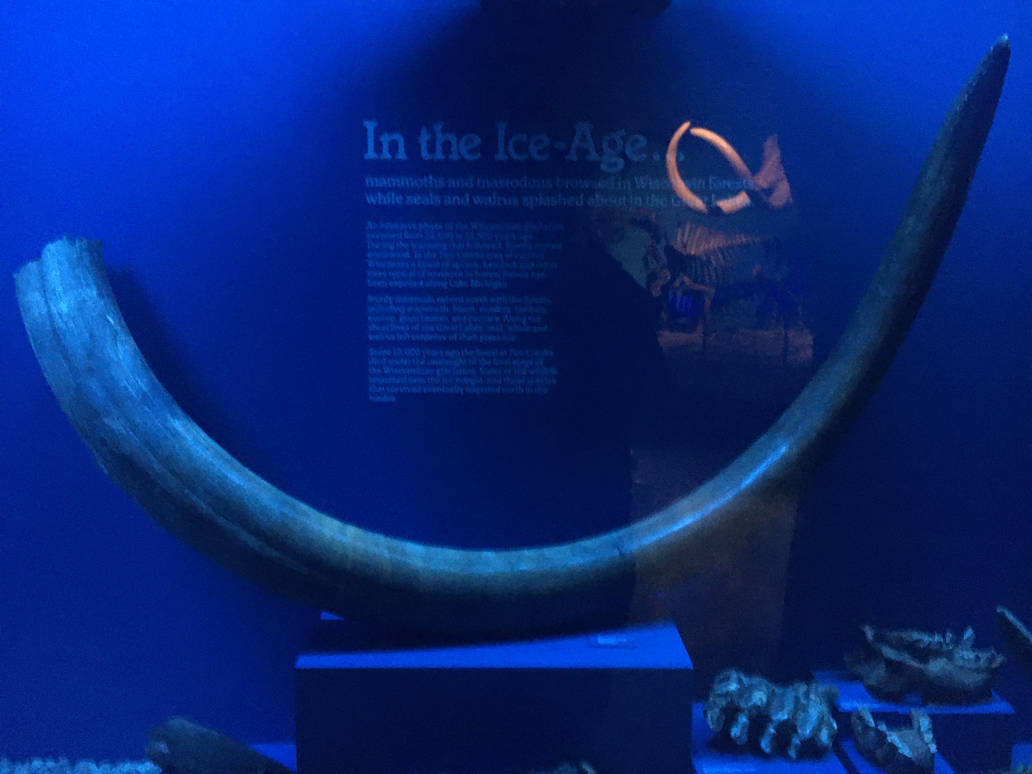 Milwaukee Public Museum - Third Planet - Woolly Mammoth Tusk